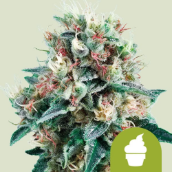 Royal Creamatic - Royal Queen Seeds