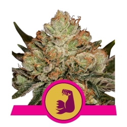 Hulkberry - Royal Queen Seeds