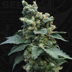 S.A.G.E 'n Sour - T.H. Seeds