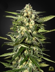 Jack Herer Auto - Green House Seeds