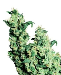 Jack Herer Reg. - Sensi Seeds