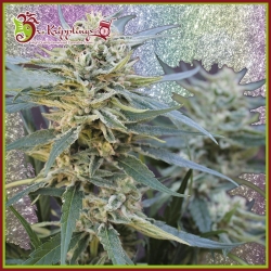 Jamnesia Haze - Dr Krippling Seeds