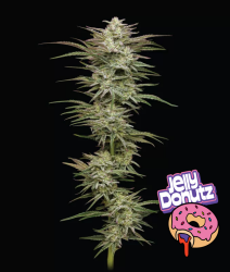 Jelly Donutz Auto - Humboldt Seeds Company