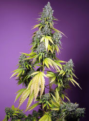 Jet Fuel Mandarine XL Auto - Sweet Seeds