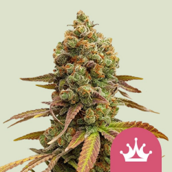 Special Queen #1 - Royal Queen Seeds