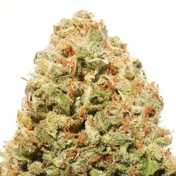 Strawberry Cake - Heavyweight Seeds