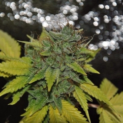 Kuntz 'n' Cream - Pheno Finder Seeds