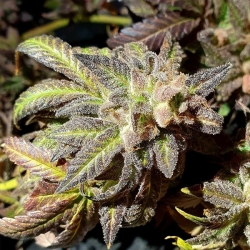 Kush Creams Reg. - Holy Smoke Seeds