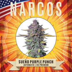 Sueño Purple Punch Auto - Narcos Seeds