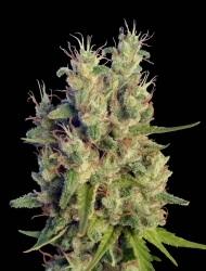 Super Malawi Haze regulär - Ace Seeds