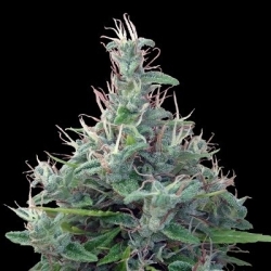 Lebanese Reg. - ACE Seeds