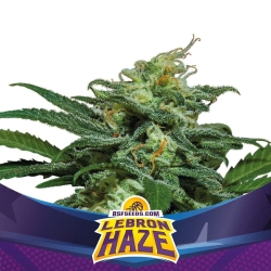 Lebron Haze XXL Auto - BSF Seeds