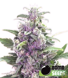 THC Bomb regulär - Bomb Seeds