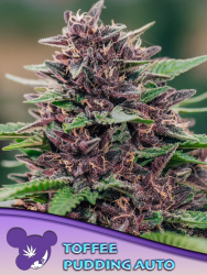 Toffee Pudding Auto - Anesia Seeds