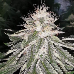 MAC 11 - Pheno Finder Seeds