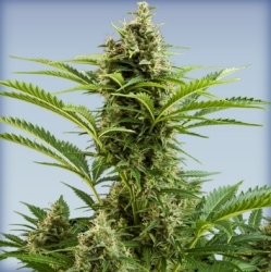 Vesta Auto - Buddha Seeds