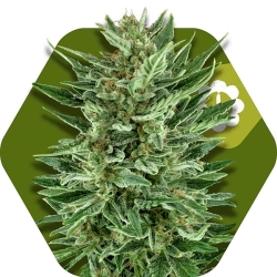 White Cheese Auto - Zambeza Seeds