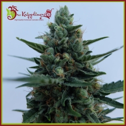 White Rush Auto - Dr Krippling Seeds