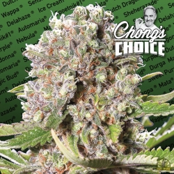 Chong's Choice Mendocino Skunk - Paradise Seeds