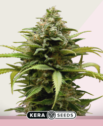 White Thunder - Kera Seeds