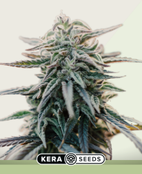 White Widow Autoflower - Kera Seeds