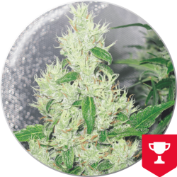 Y Griega - Medical Seeds