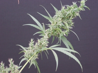 Neville's Haze Mango Reg. - Mr. Nice seeds