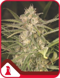 No Name Auto - Medical Seeds