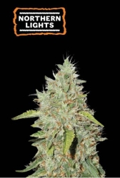 Northern Lights - SeedStockers