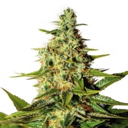 O.G. Kush - Seeds Genetics