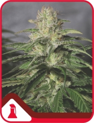 OG Kush CBD - Medical Seeds