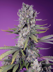 Papaya Zoap F1 Fast Version - Sweet Seeds