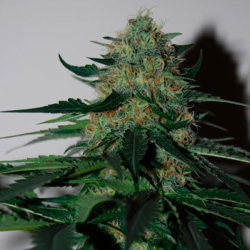 Pineapple Gum - Black Skull Seeds