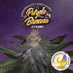 Purple Banana Cream Limited - T.H. Seeds