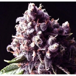 Purple Pinecone - Sagarmatha Seeds