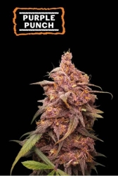 Purple Punch - SeedStockers