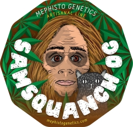 Samsquanch OG Auto - Mephisto Genetics