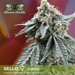 Sello - Mosca Seeds