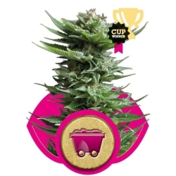 Shining Silver Haze Reg. - Royal Queen Seeds