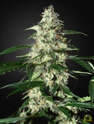 Skunk Auto - Green House Seeds