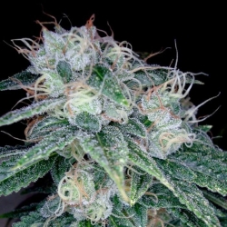 Sour Diesel - DNA Genetics