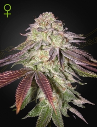 Sugarlato Auto - Green House Seeds