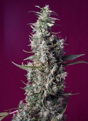 Sweet Cherry Pie - Sweet Seeds