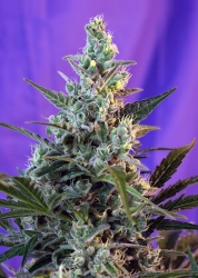 Sweet Skunk Fast Version - Sweet Seeds