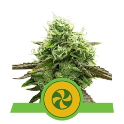 Sweet ZZ Automatic - Royal Queen Seeds