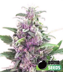 THC Bomb Auto - Bomb Seeds