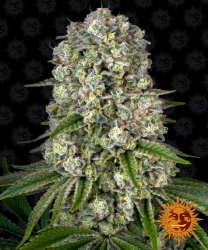 Tropicanna Banana - Barney's Farm