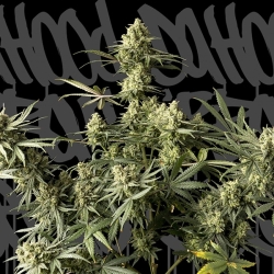 Urban Cheese - DaHood Urban Seeds