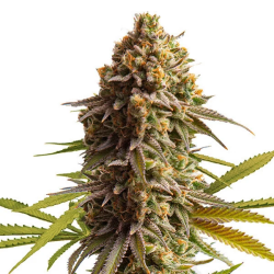 Wedding Cake Automatic - Royal Queen Seeds