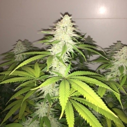 Wedding Cake S1 - Pheno Finder Seeds